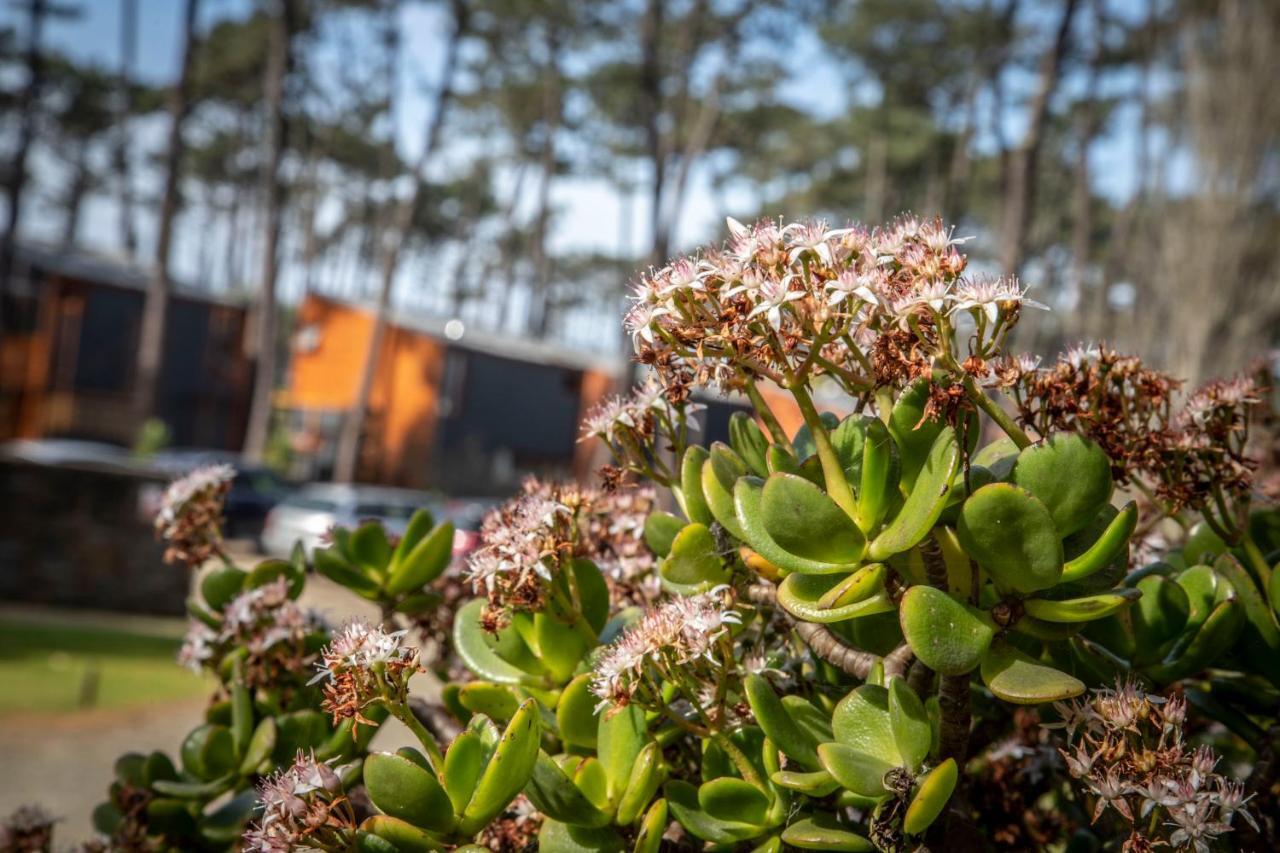 Bungalow B2 - Nature, Beach & River Ofir Exterior photo